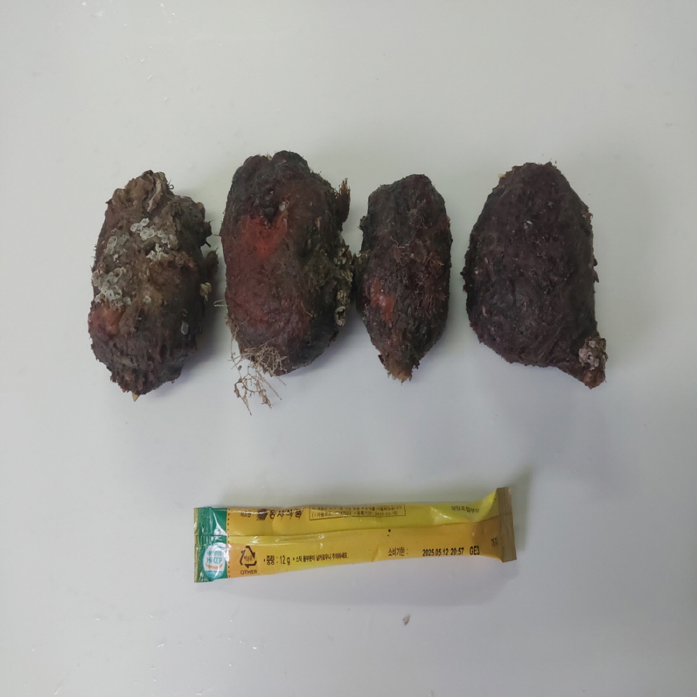 신선한 남해안 자연산 돌멍게 1kg 6~10미