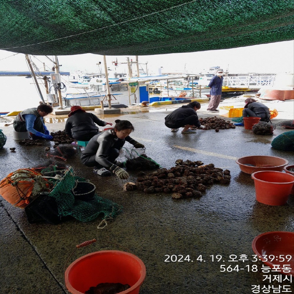 신선한 남해안 자연산 돌멍게 1kg 6~10미