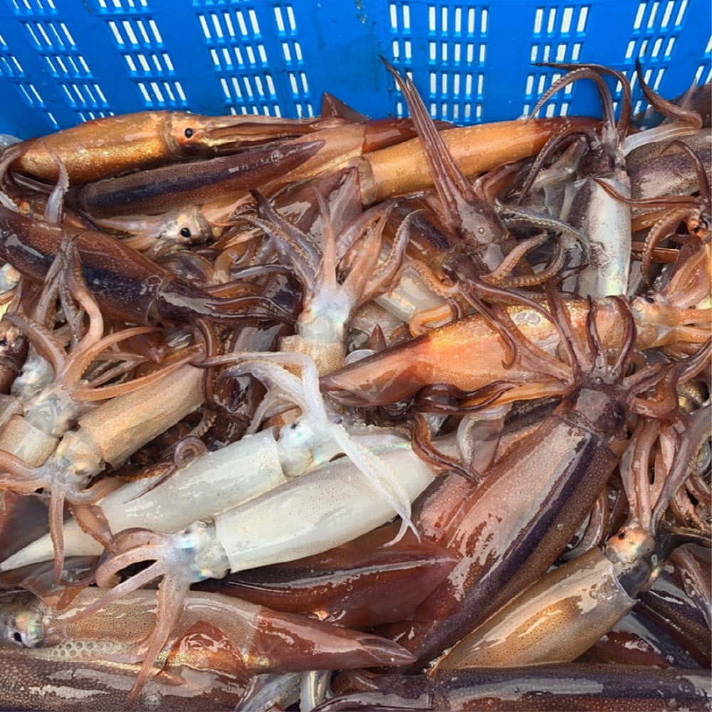 당일 작업 급냉 통손질 오징어 350g/500g등 골라담기