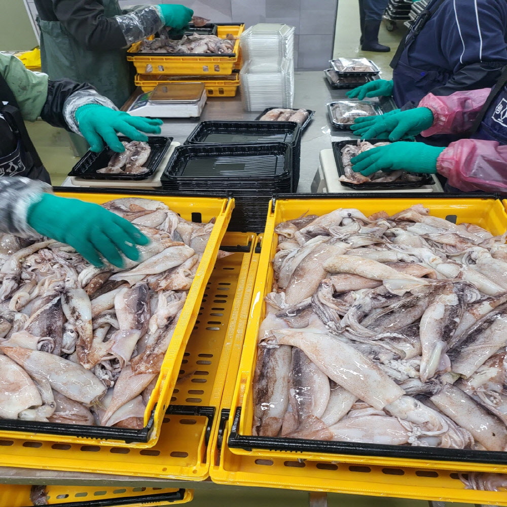 당일 작업 급냉 통손질 오징어 350g/500g등 골라담기