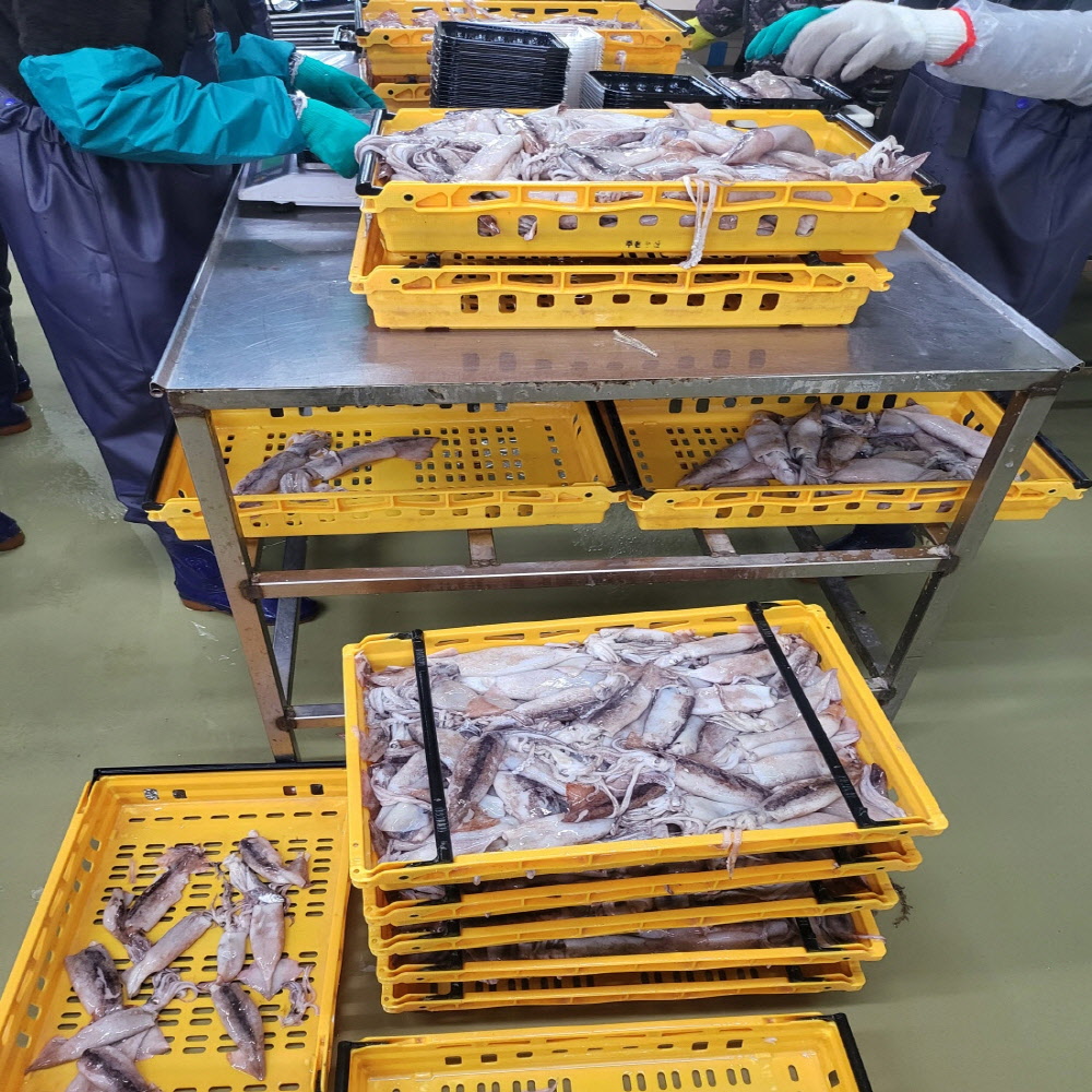 당일 작업 급냉 통손질 오징어 350g/500g등 골라담기