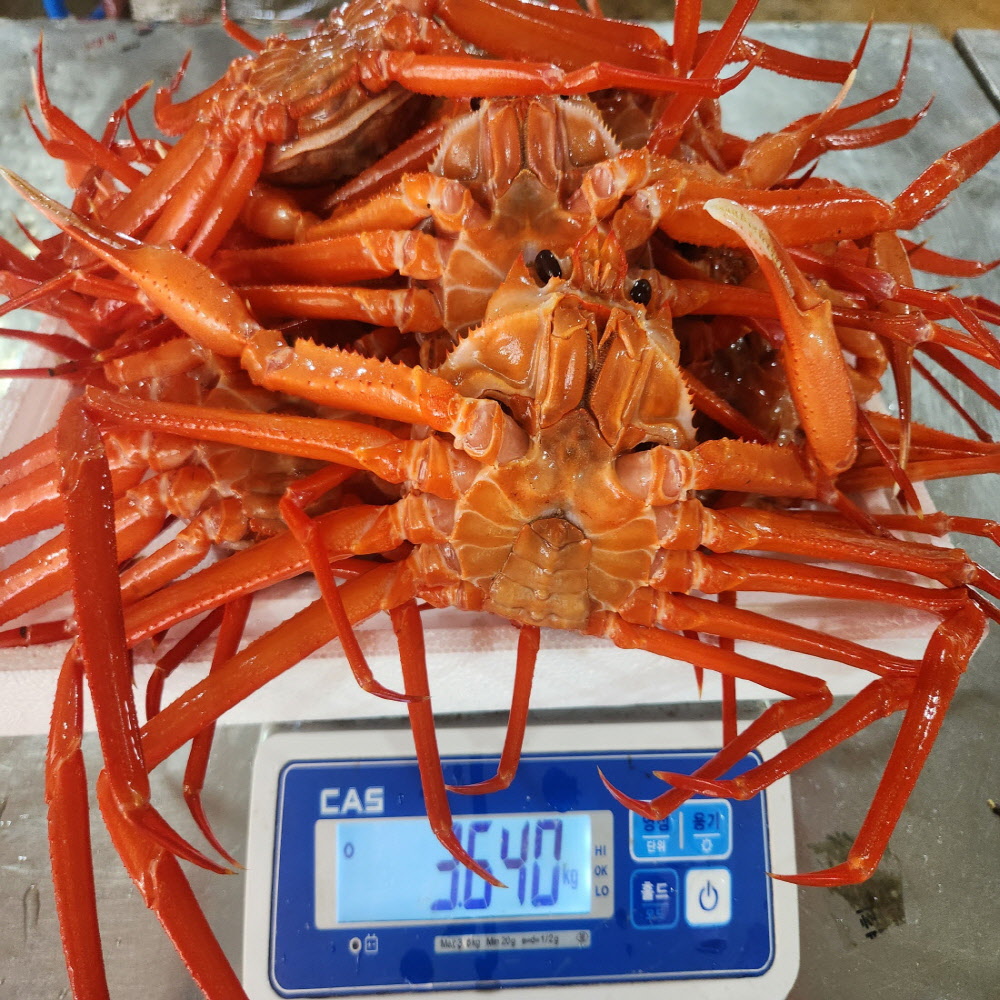 당일조업  자숙 박달 홍게 A급 3kg/4kg 수율 80 보장