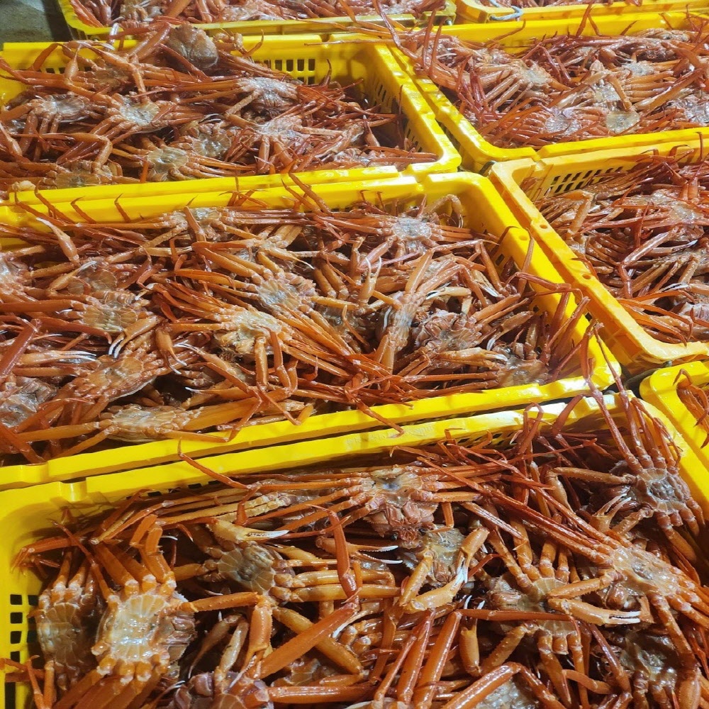 당일조업  자숙 박달 홍게 A급 3kg/4kg 수율 80 보장