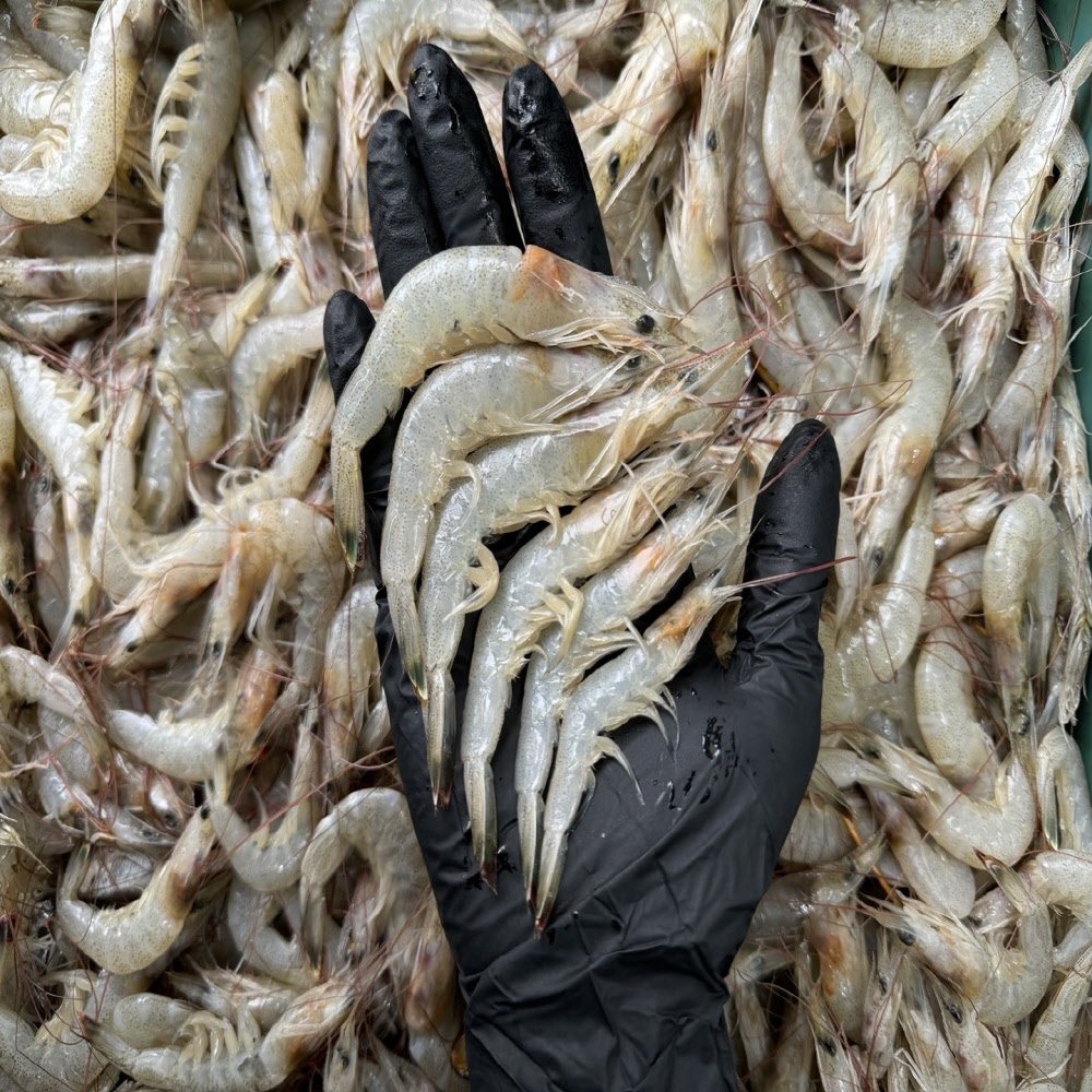 당일 조업 신선한 생물 중하새우 1kg 60-80미