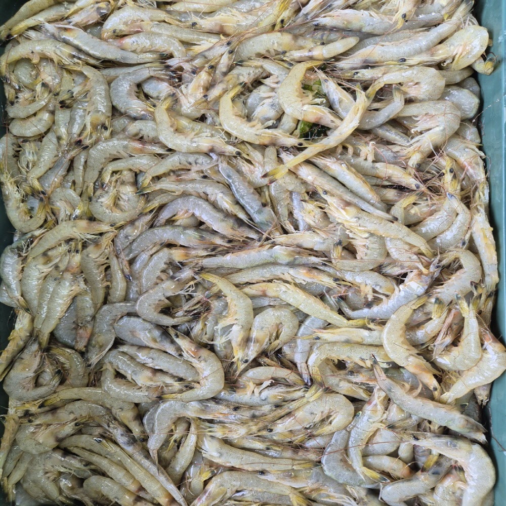 당일 조업 신선한 생물 중하새우 1kg 60-80미