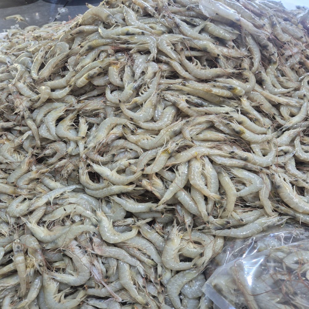 당일 조업 신선한 생물 중하새우 1kg 60-80미