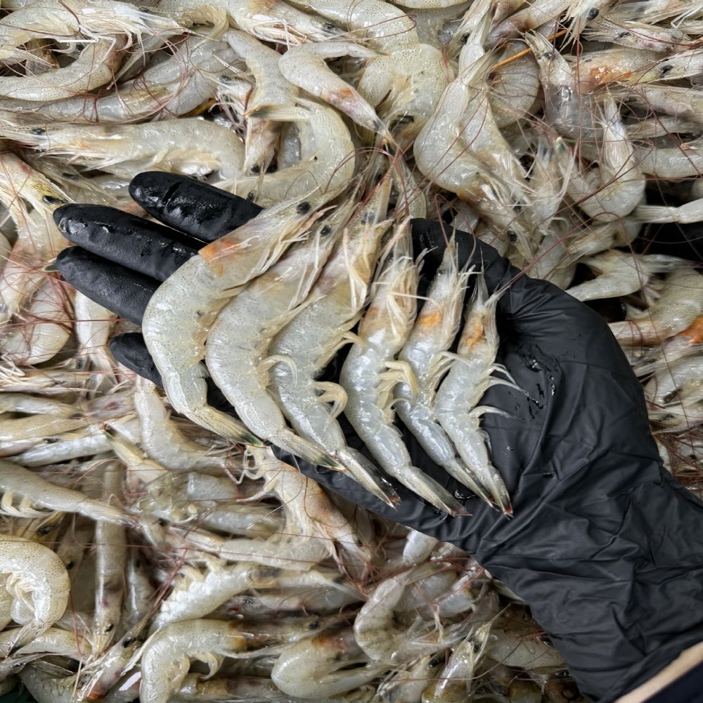 당일 조업 신선한 생물 중하새우 1kg 60-80미