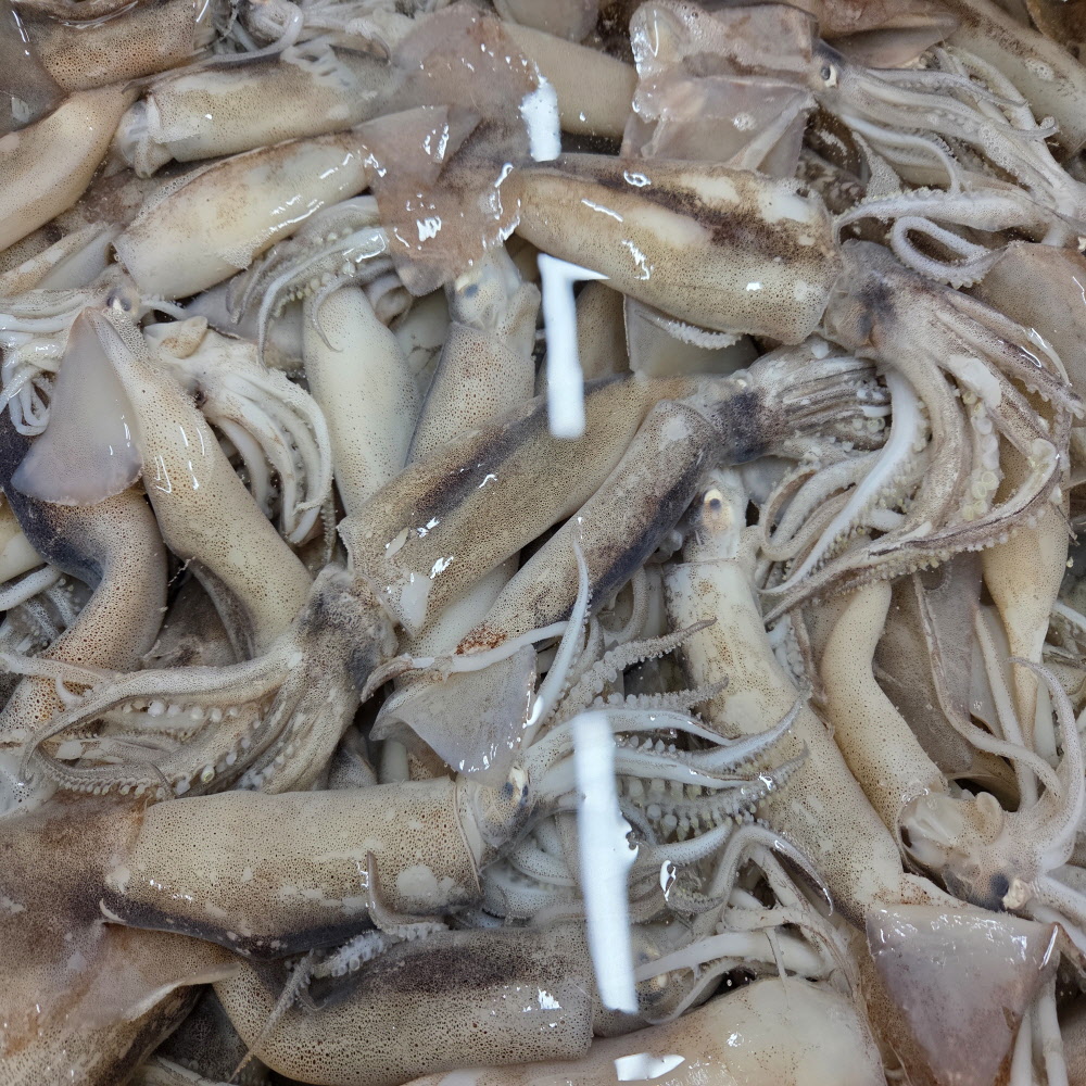신선한 급냉 오징어 500g/1kg 골라담기 통찜용 통오징어