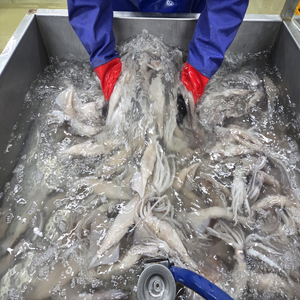 신선한 급냉 오징어 500g/1kg 골라담기 통찜용 통오징어