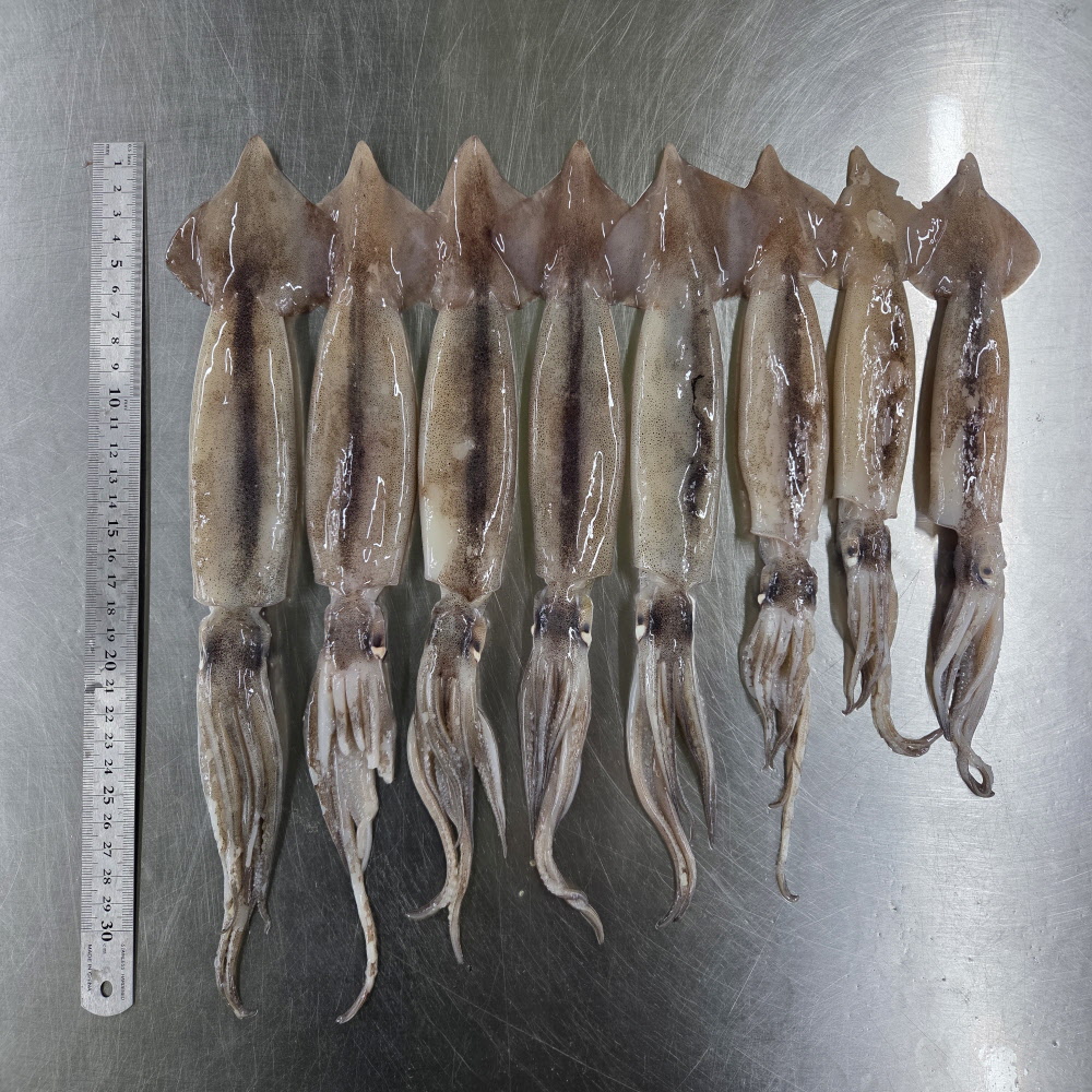 신선한 급냉 오징어 500g/1kg 골라담기 통찜용 통오징어