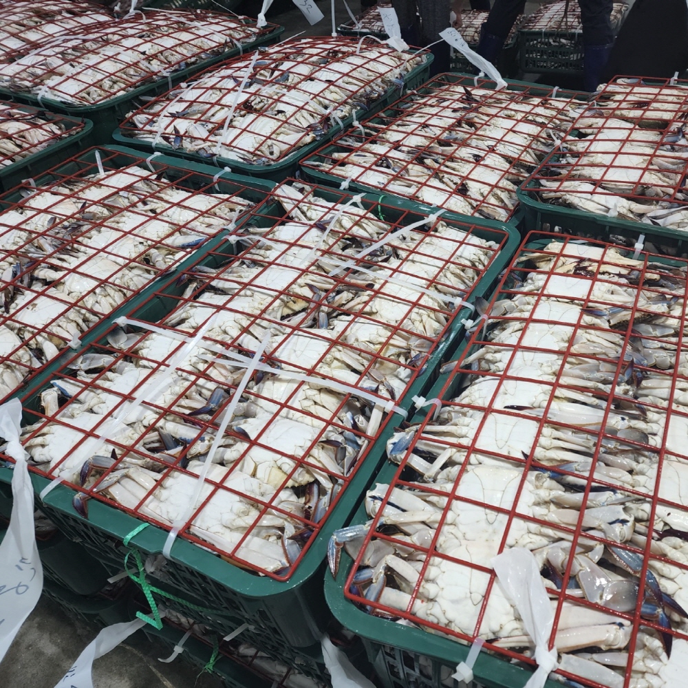 제철 국내산 가을 활 숫꽃게 1kg (kg당3-5미,얼음포장)