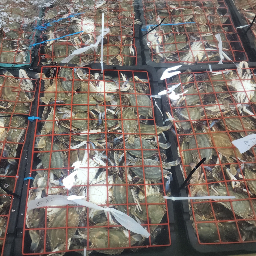 제철 국내산 가을 활 숫꽃게 1kg (kg당3-5미,얼음포장)