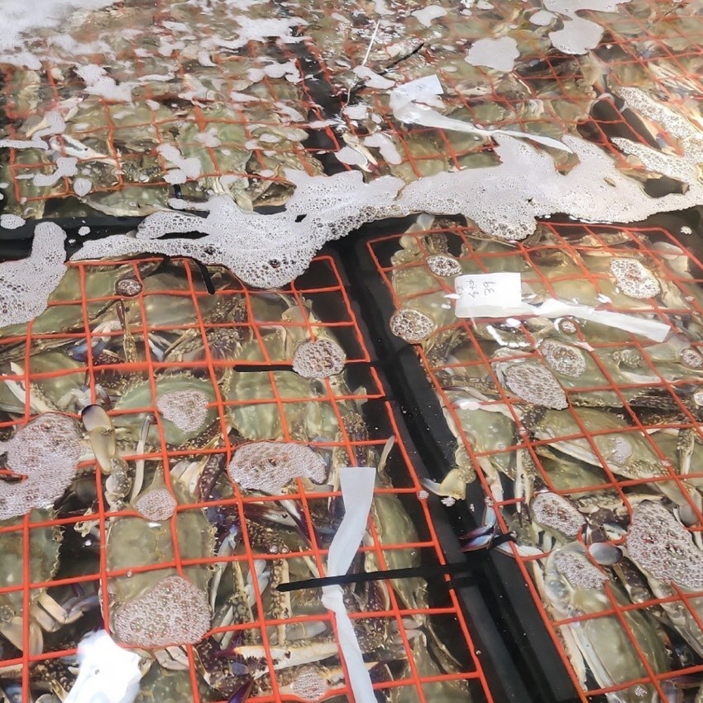 제철 국내산 가을 활 숫꽃게 1kg (kg당3-5미,얼음포장)