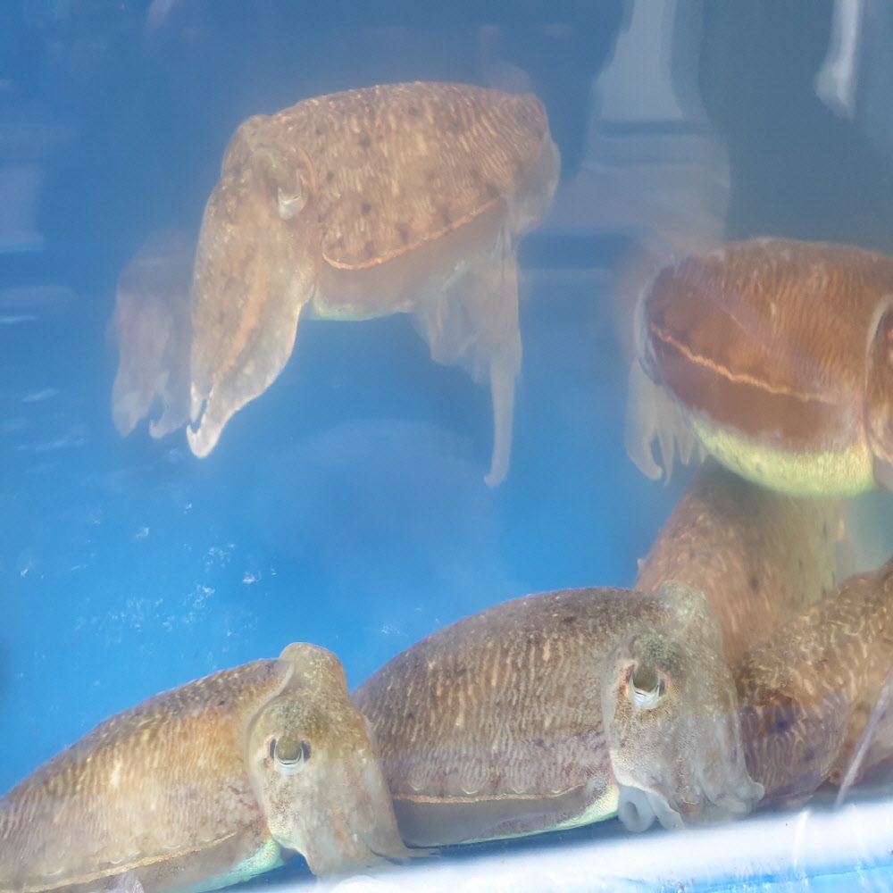 조업 후 당일 작업하여 급냉한 신선한 손질 갑오징어 1kg