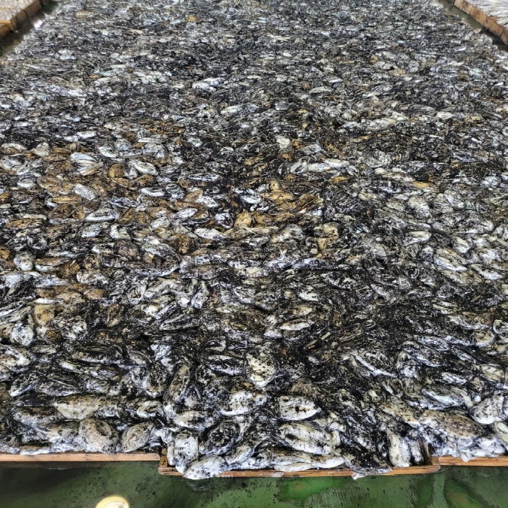 조업 후 당일 작업하여 급냉한 신선한 손질 갑오징어 1kg