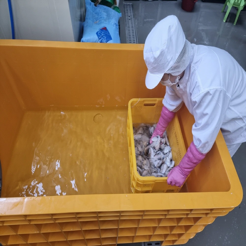 조업 후 당일 작업하여 급냉한 신선한 손질 갑오징어 1kg