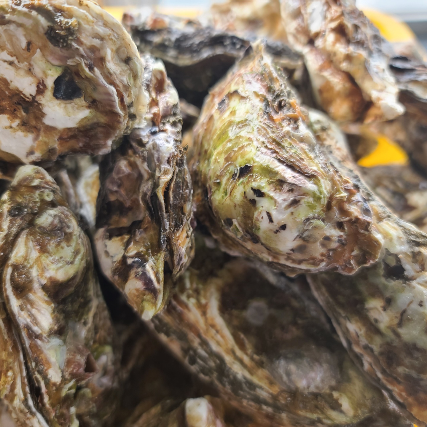 제철 산지직송 세척 석화 5kg/10kg