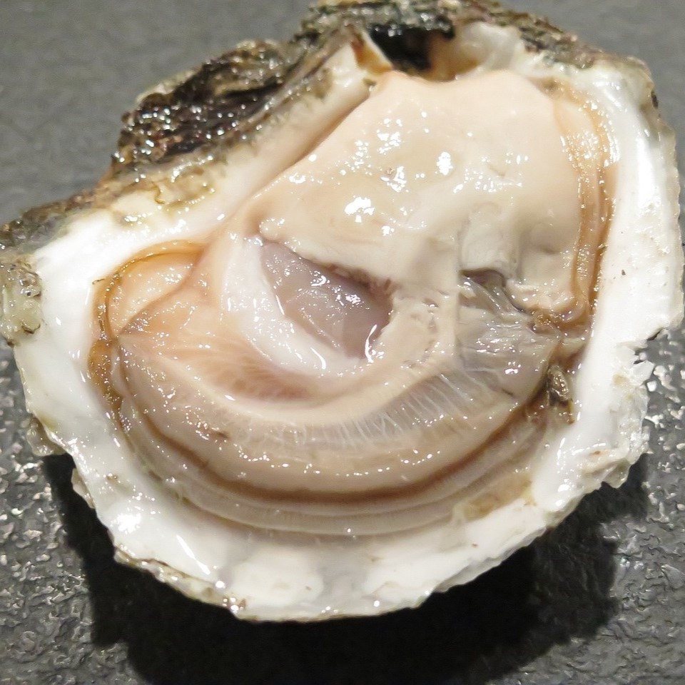 제철 산지직송 세척 석화 5kg/10kg