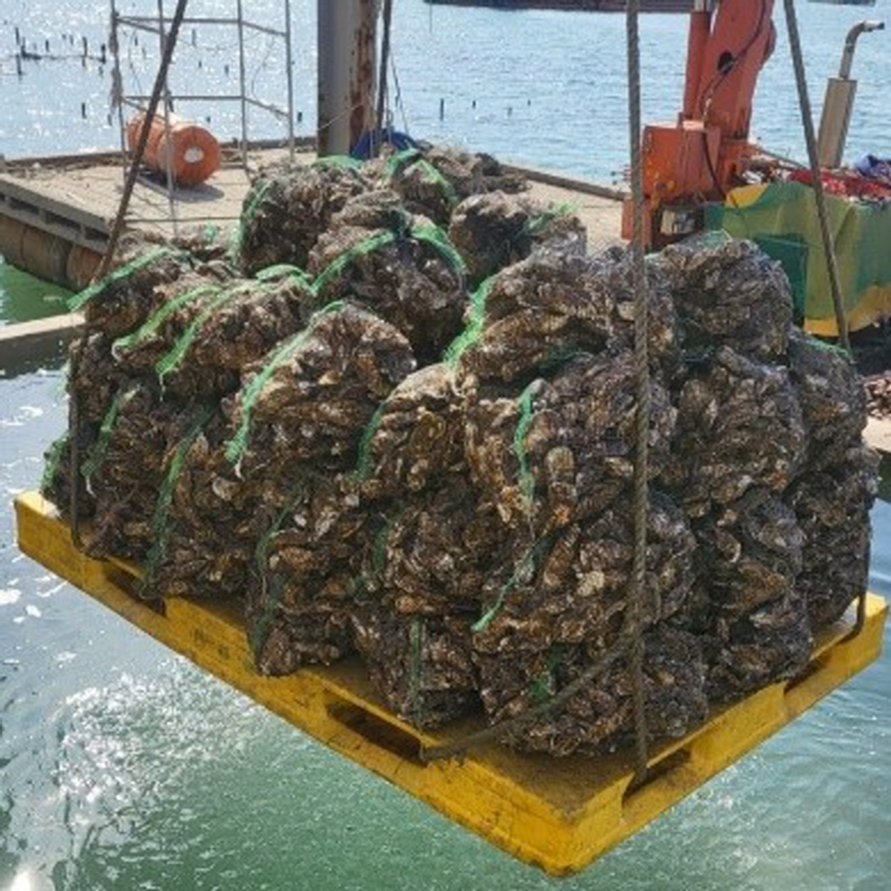 제철 산지직송 세척 석화 5kg/10kg