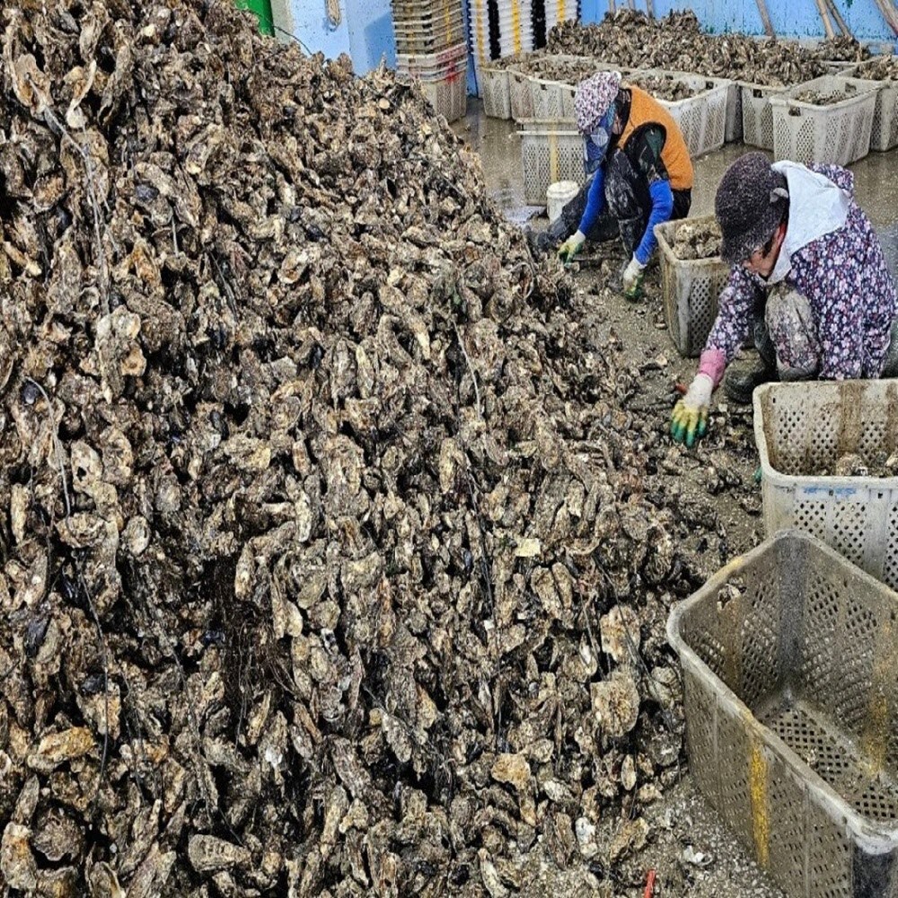 당일작업 통영 신선한 사시사철 삼배체굴 1kg  2-4미