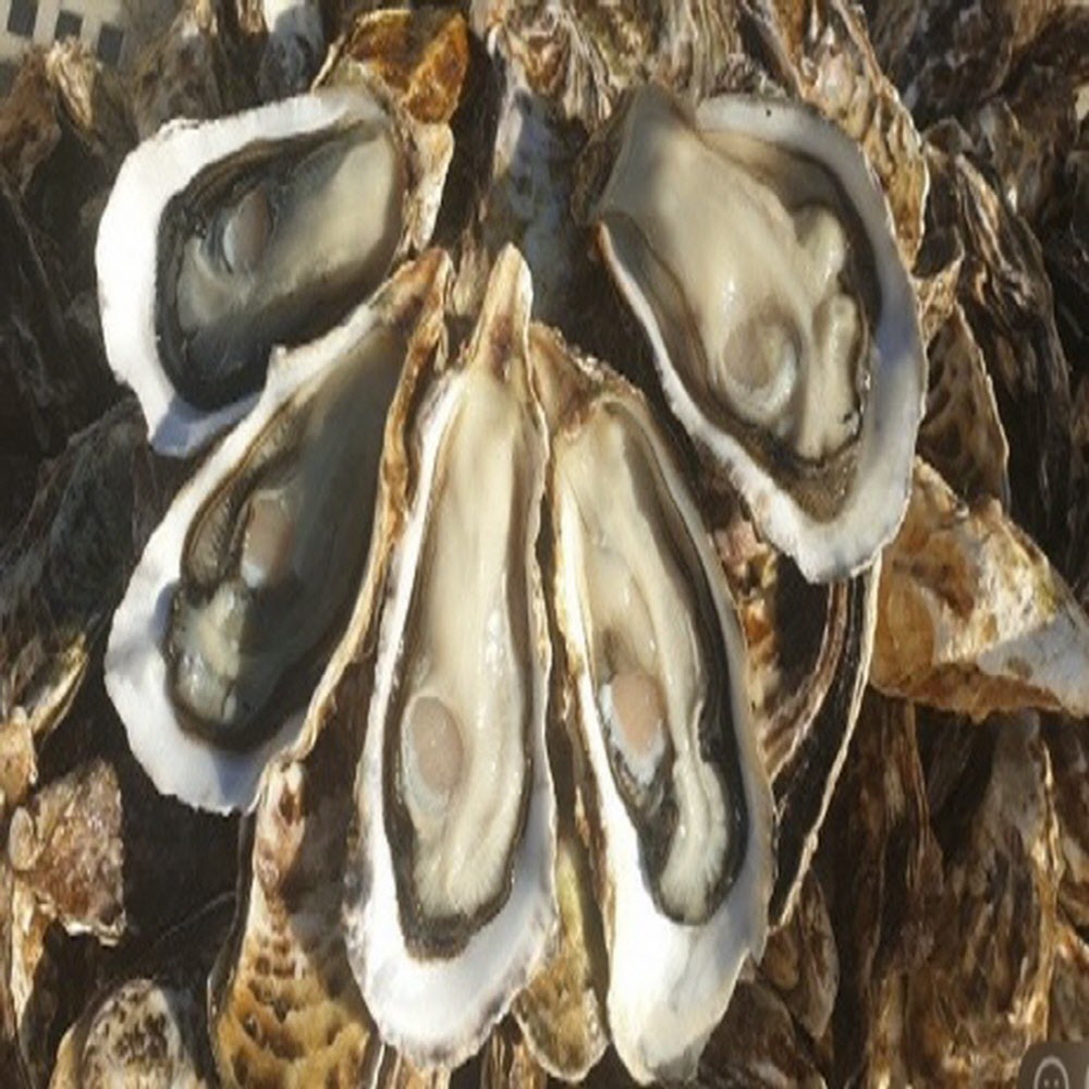 당일작업 통영 신선한 생굴 1kg 깐굴