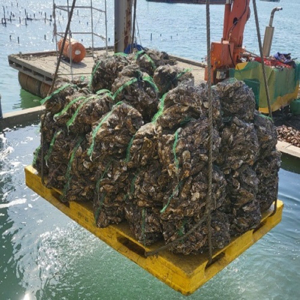 당일작업 통영 신선한 생굴 1kg 깐굴