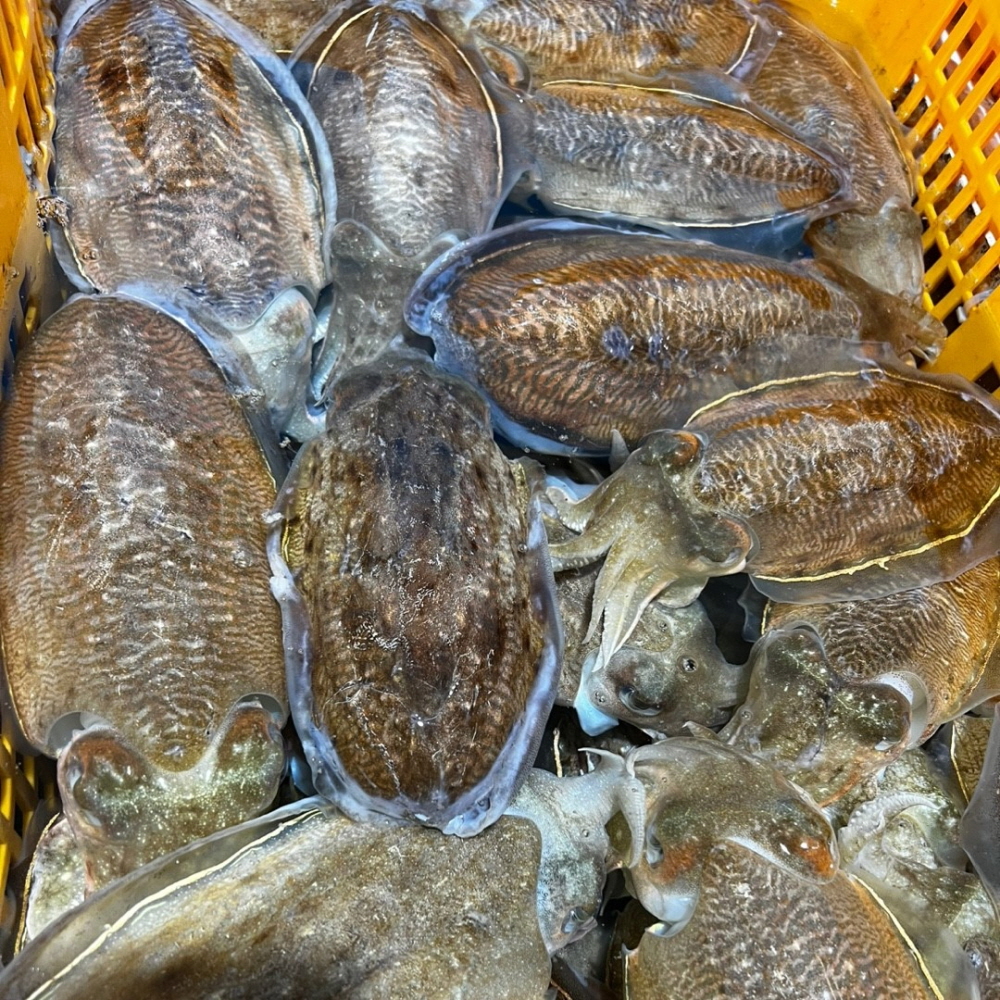 당일조업 횟감용 활 갑오징어 1kg 외