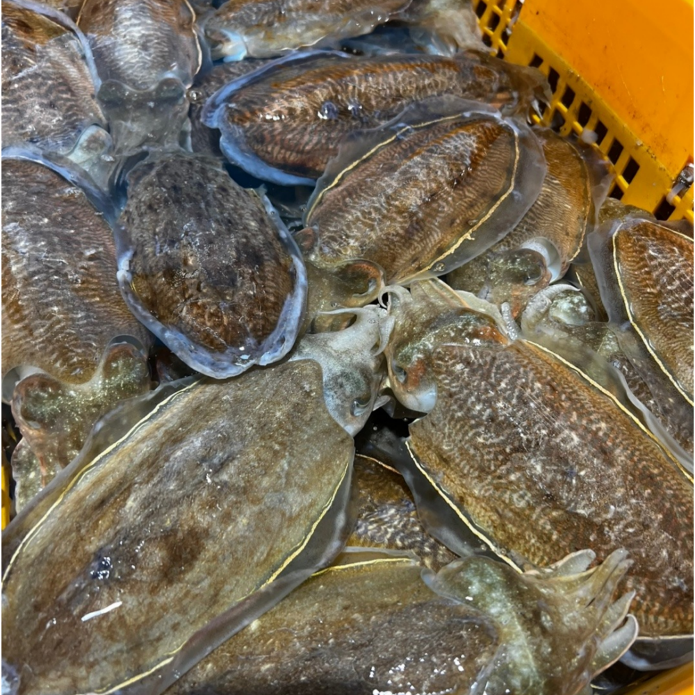 당일조업 통통하고 신선한 생물 갑오징어 1kg