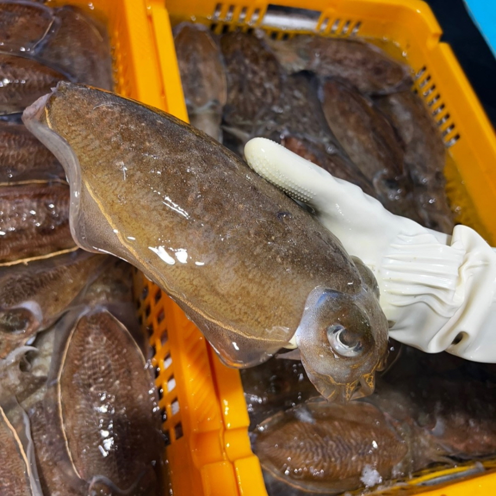 당일조업 횟감용 활 갑오징어 1kg 외