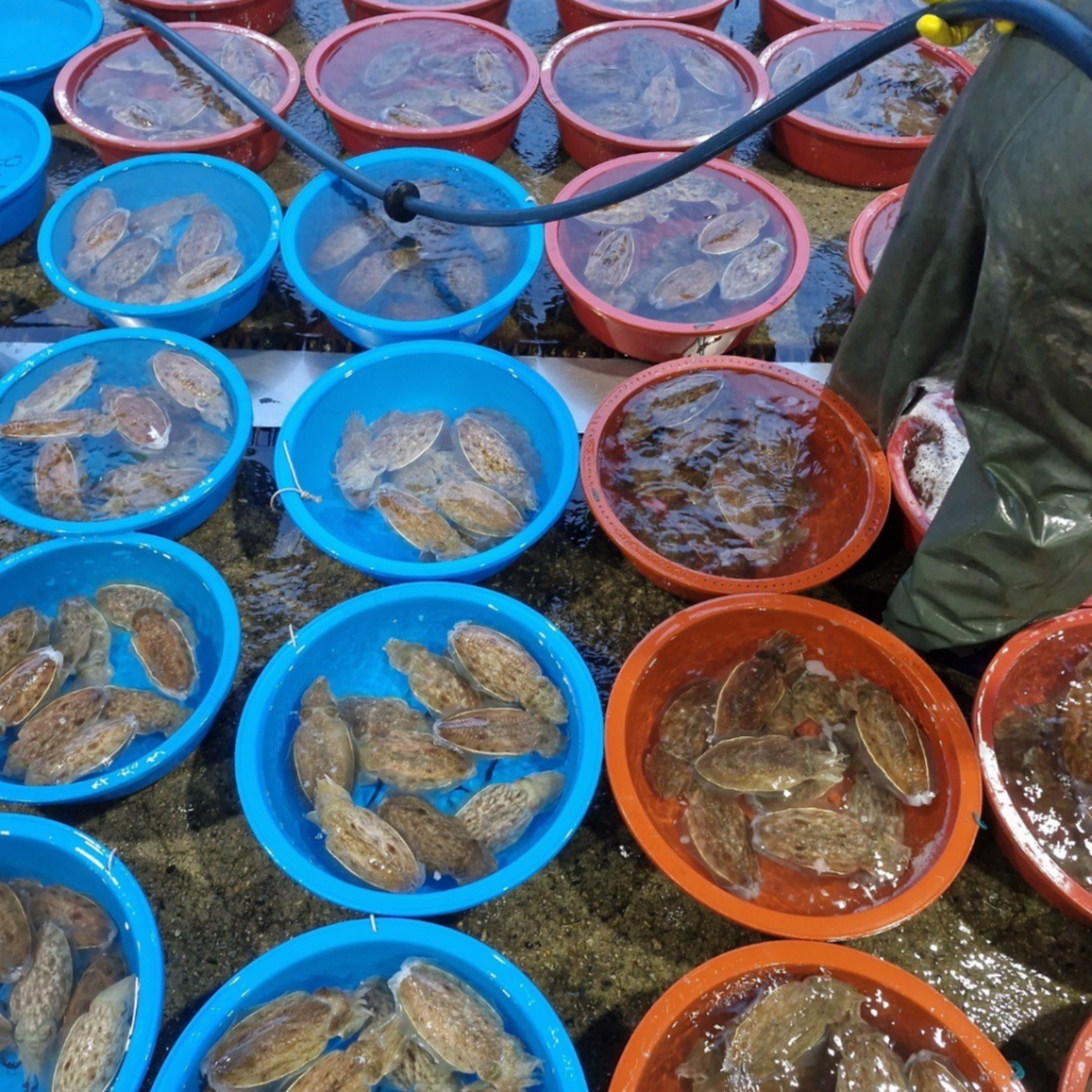 당일조업 통통하고 신선한 생물 갑오징어 1kg