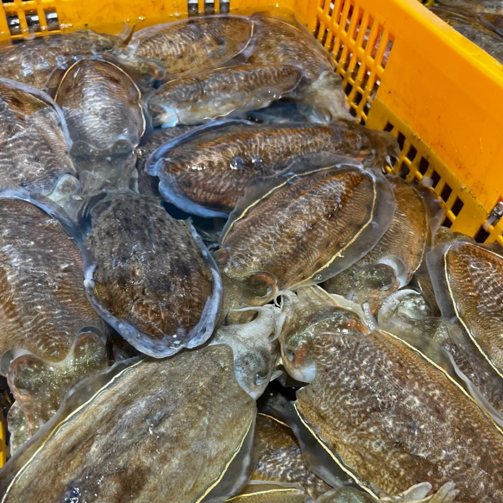 당일조업 횟감용 활 갑오징어 1kg 외