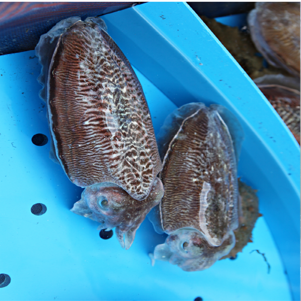 당일조업 통통하고 신선한 생물 갑오징어 1kg