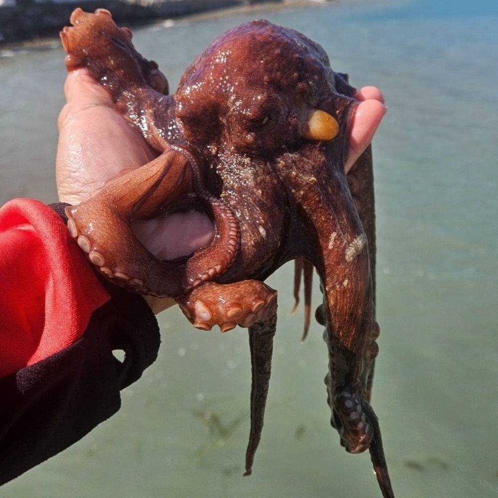 당일조업 남해안 활 돌문어 1kg 1-3미