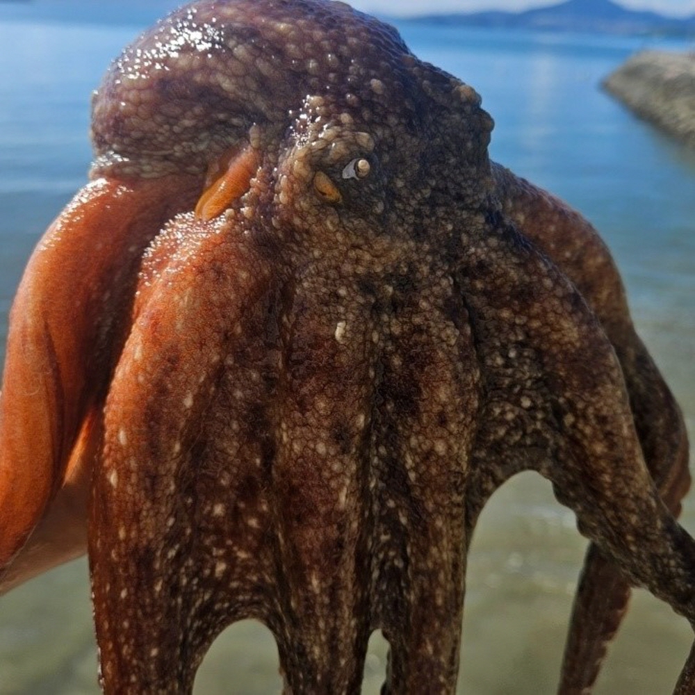 당일조업 남해안 활 돌문어 1kg 1-3미