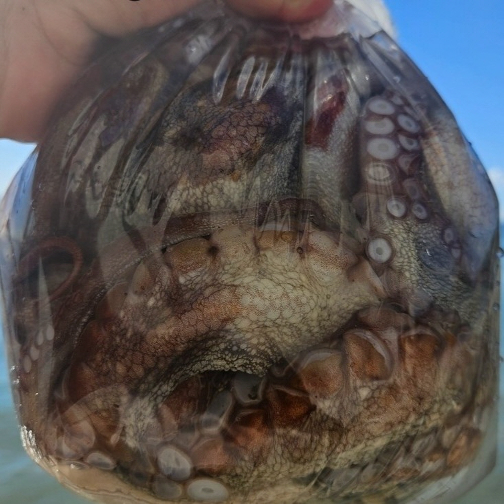 당일조업 남해안 활 돌문어 1kg 1-3미