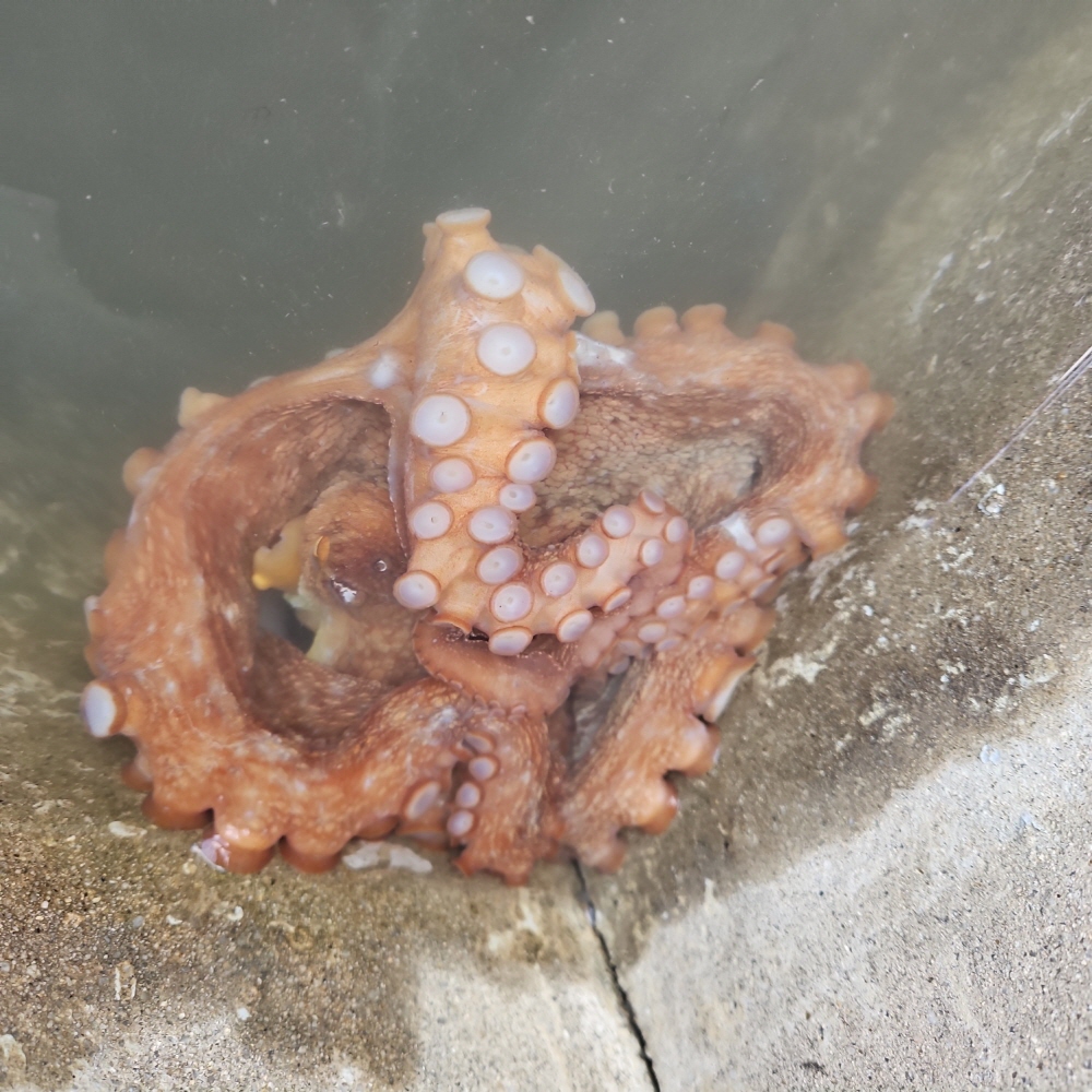 당일조업 남해안 활 돌문어 1kg 1-3미