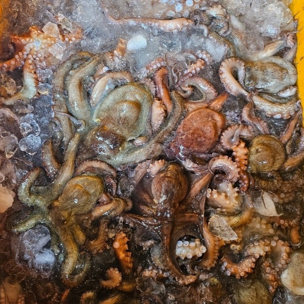 당일조업 남해안 활 돌문어 1kg 1-3미