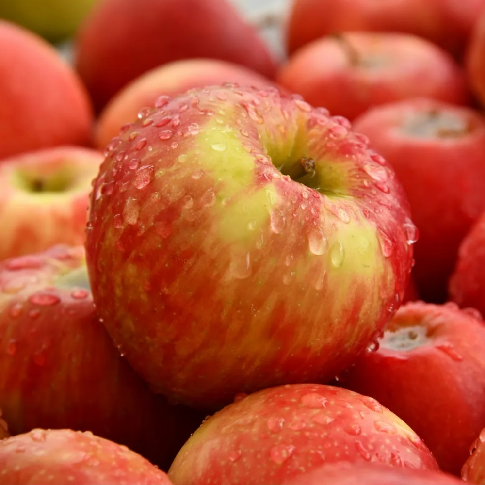 제철 가정용 청송 부사 사과 3kg/5kg/10kg