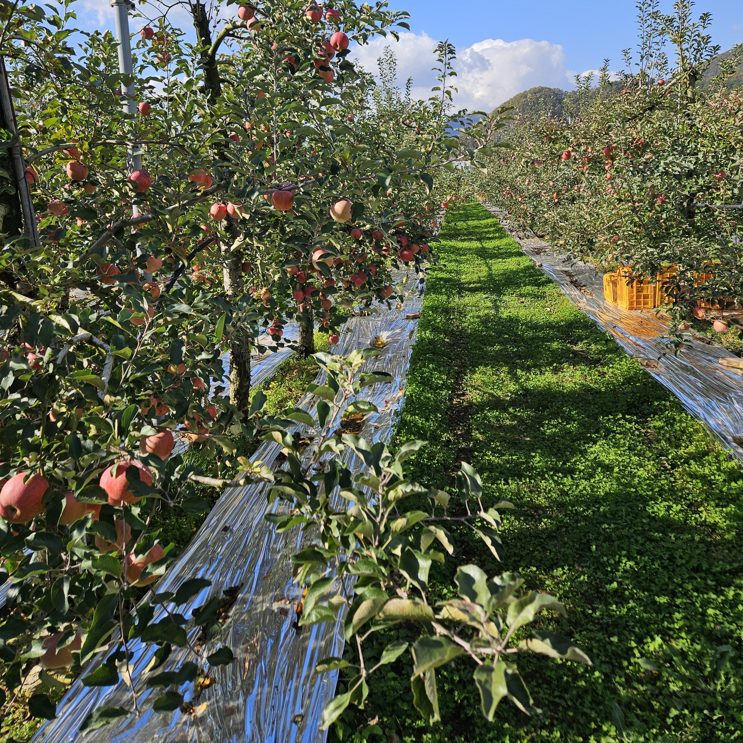 제철 가정용 청송 부사 사과 3kg/5kg/10kg