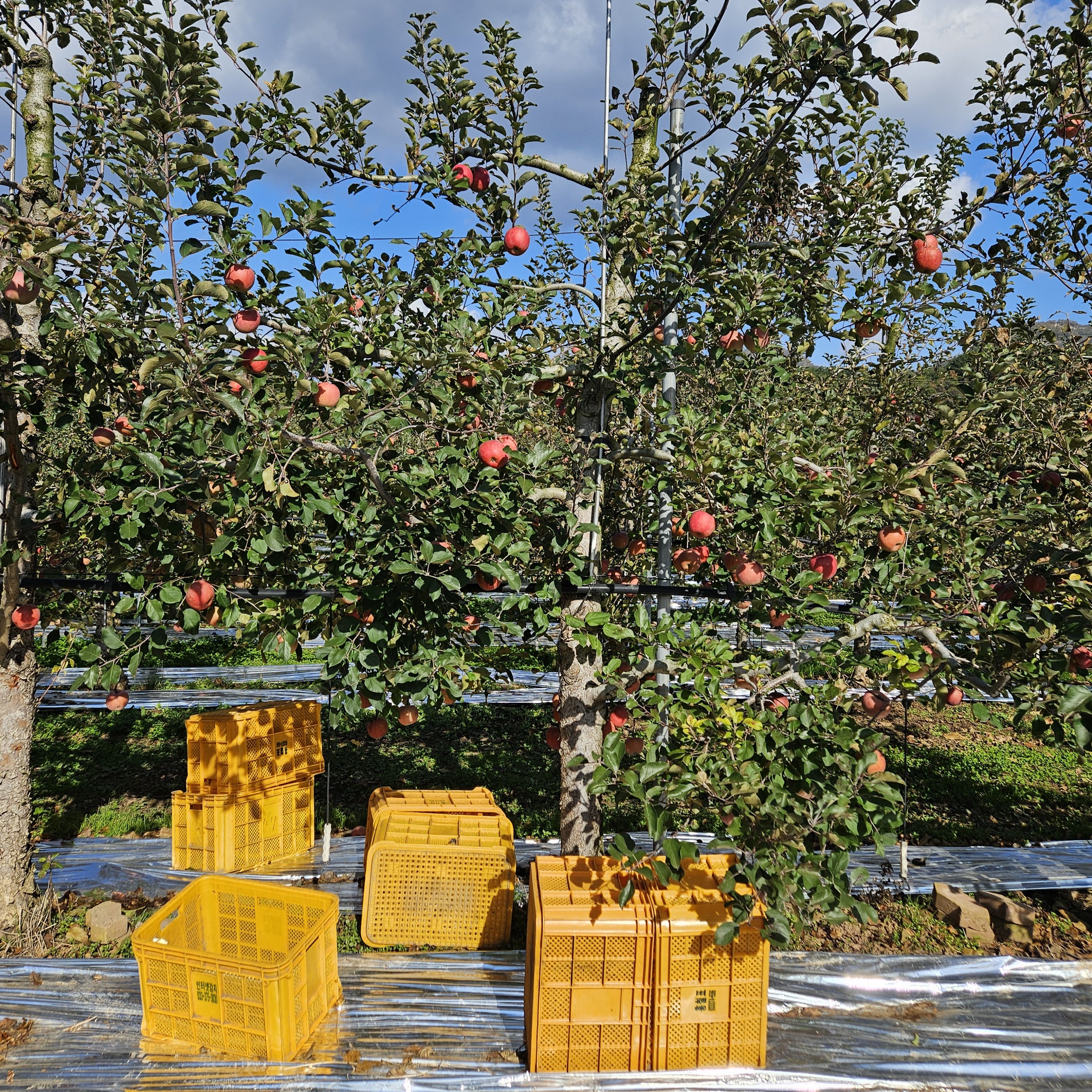제철 가정용 청송 부사 사과 3kg/5kg/10kg
