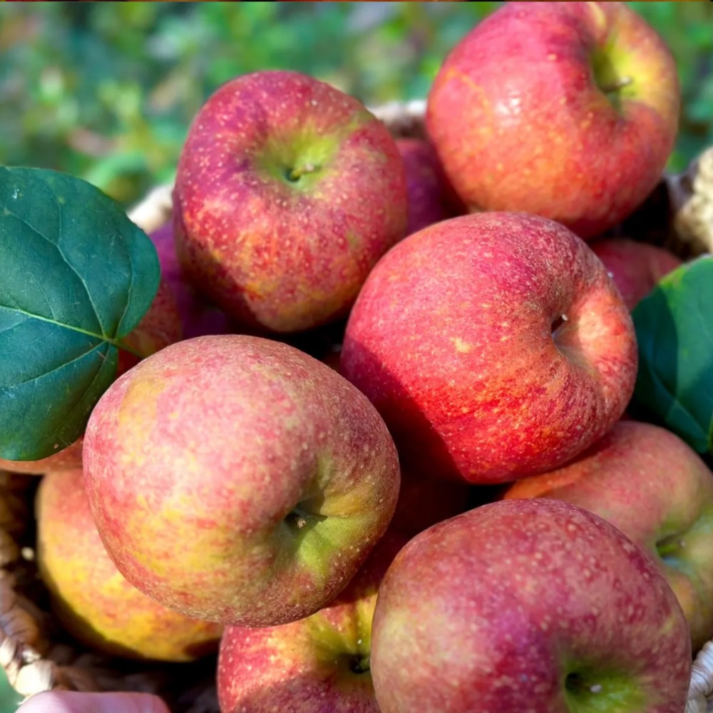 제철 가정용 청송 부사 사과 3kg/5kg/10kg