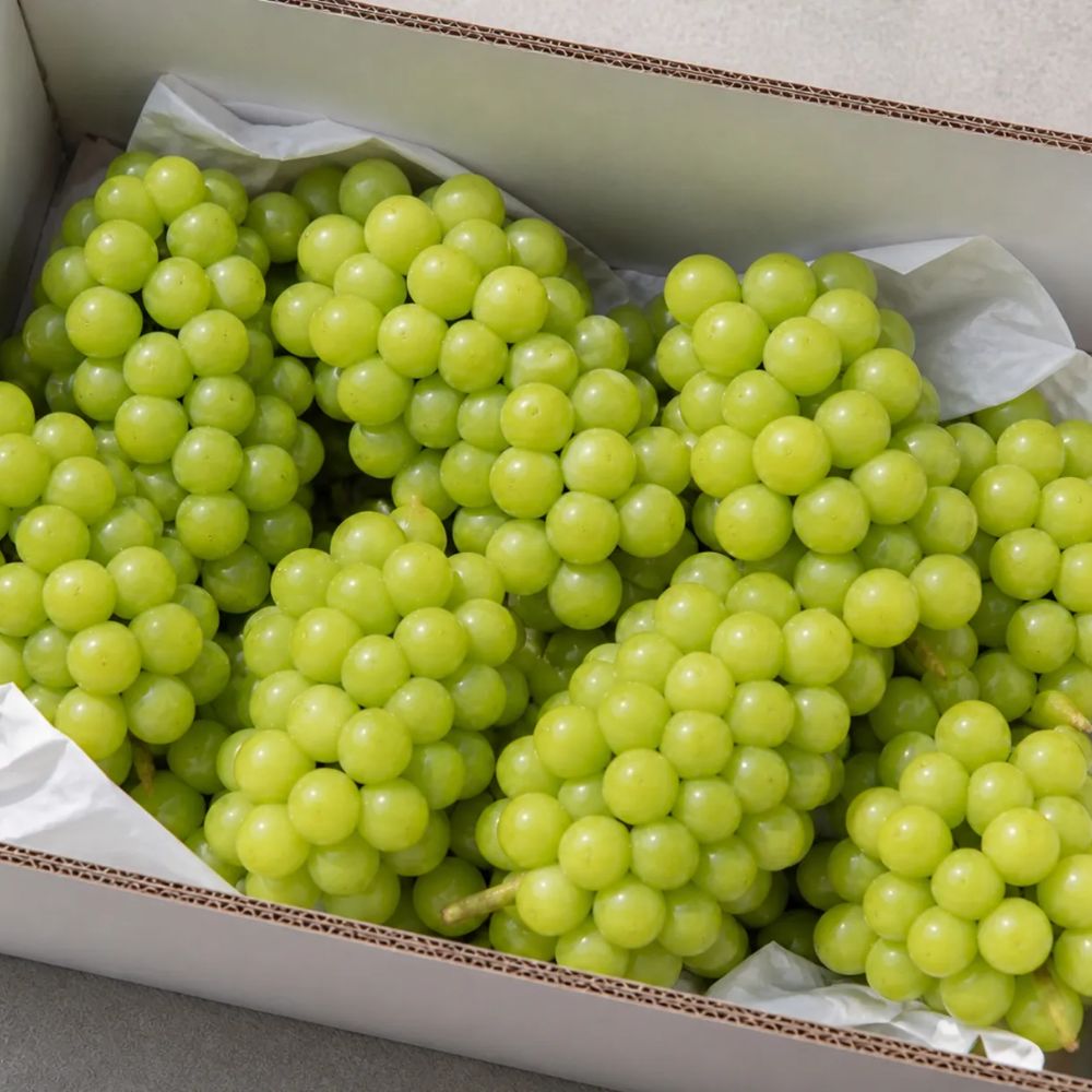 고당도 프리미엄 샤인머스켓 2kg 외
