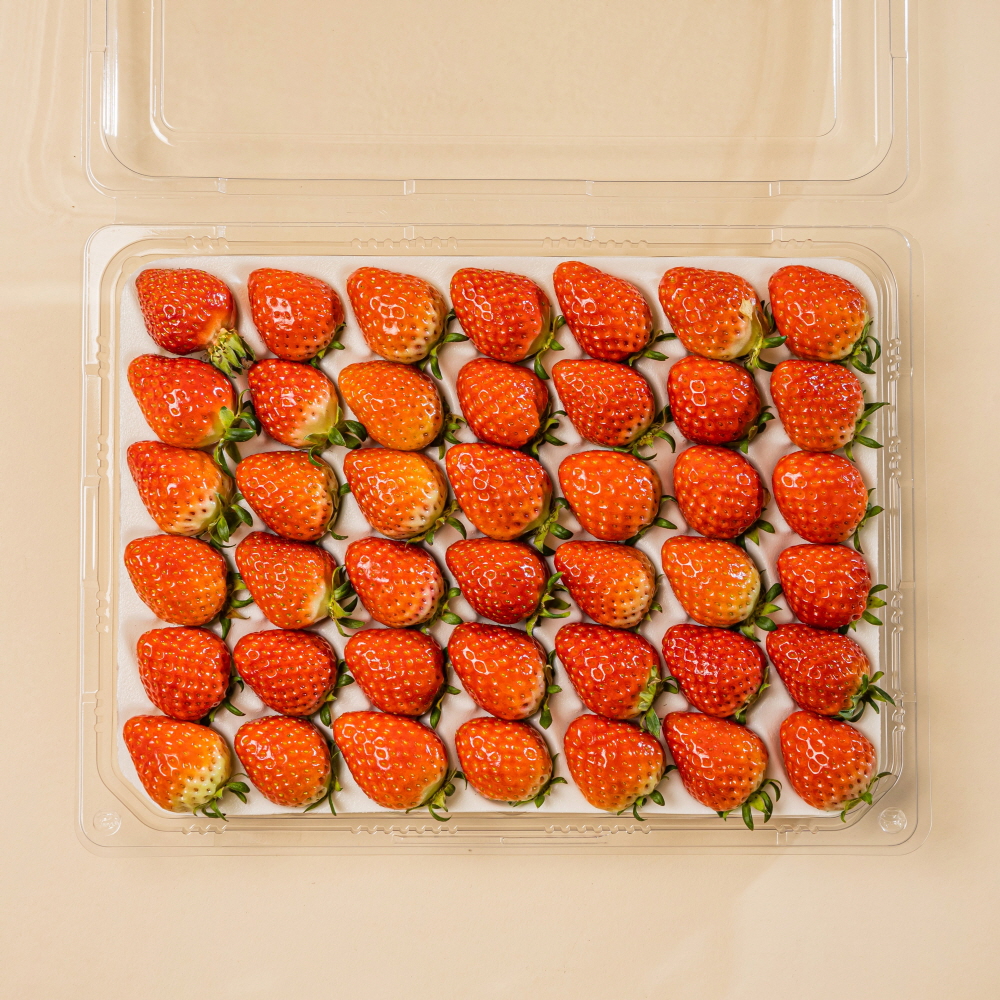 산지직송 친환경 고당도 설향 딸기 1팩 700g (특,상)
