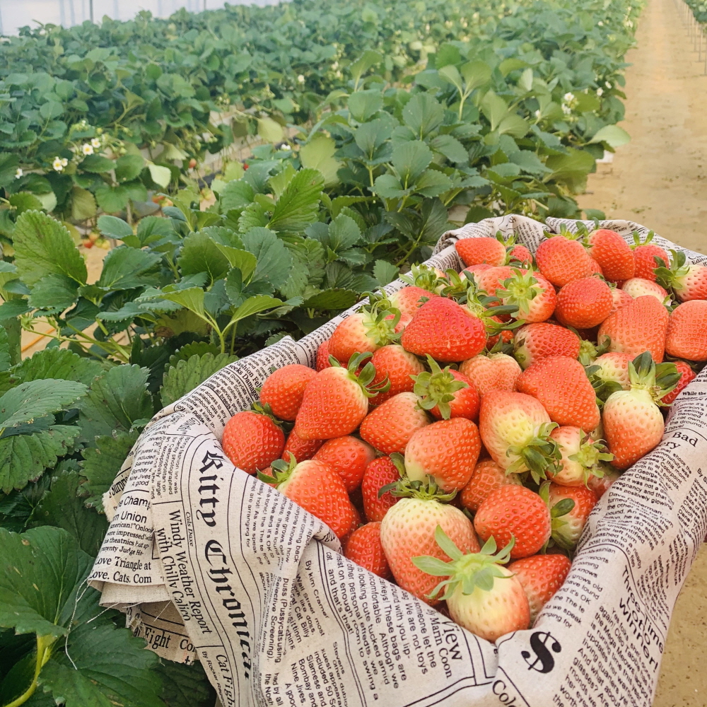 산지직송 친환경 고당도 설향 딸기 1팩 700g (특,상)