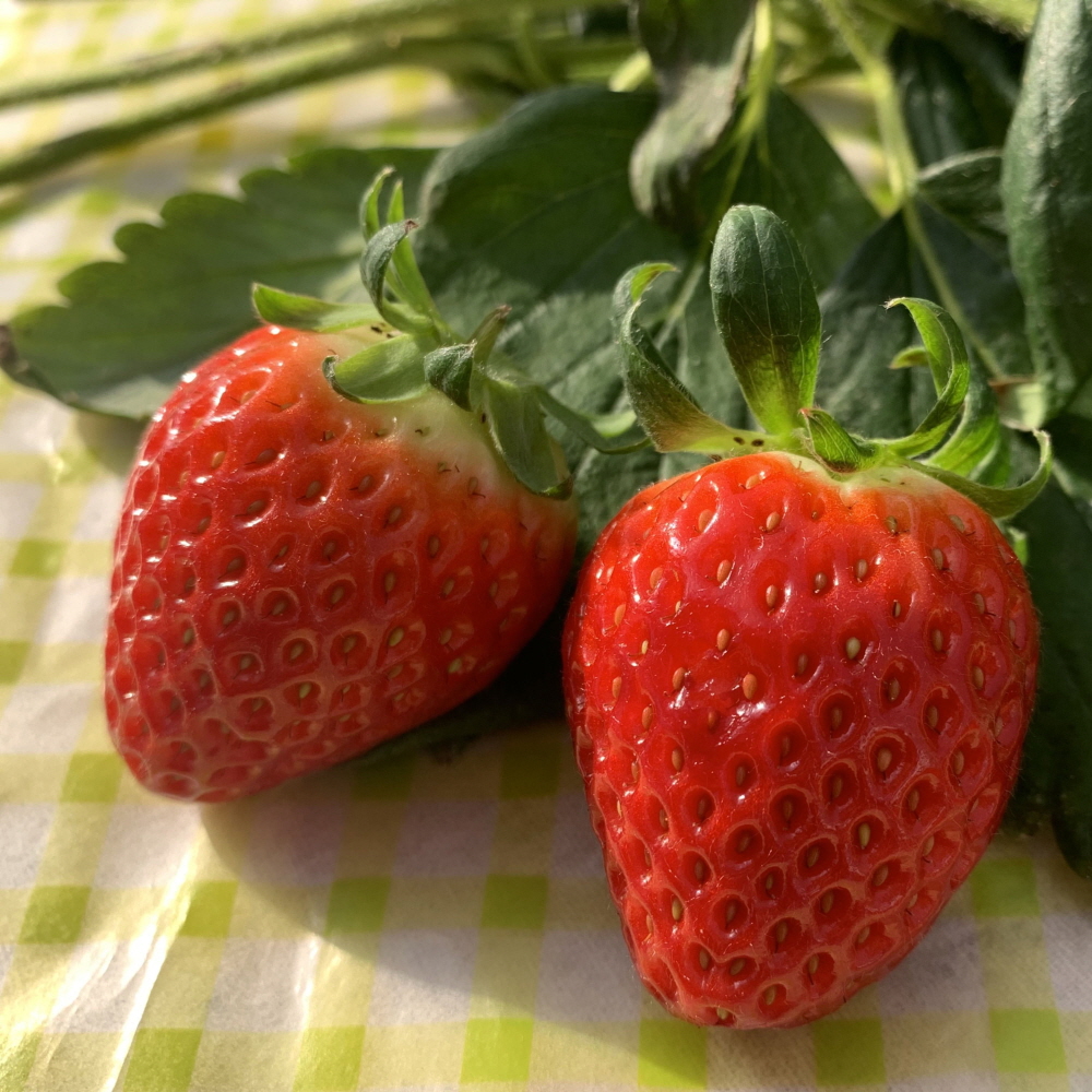 산지직송 친환경 고당도 설향 딸기 1팩 700g (특,상)