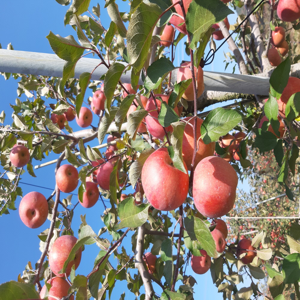 제철 정품 청송 부사 사과 3kg/5kg/10kg