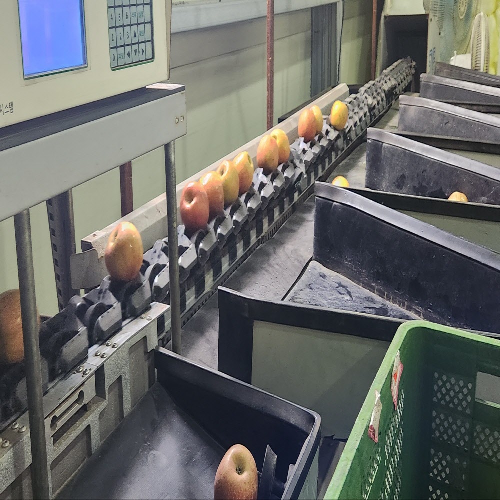 제철 정품 청송 부사 사과 3kg/5kg/10kg