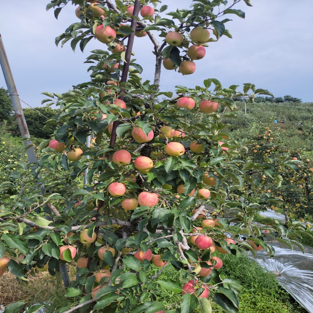 제철 정품 청송 부사 사과 3kg/5kg/10kg