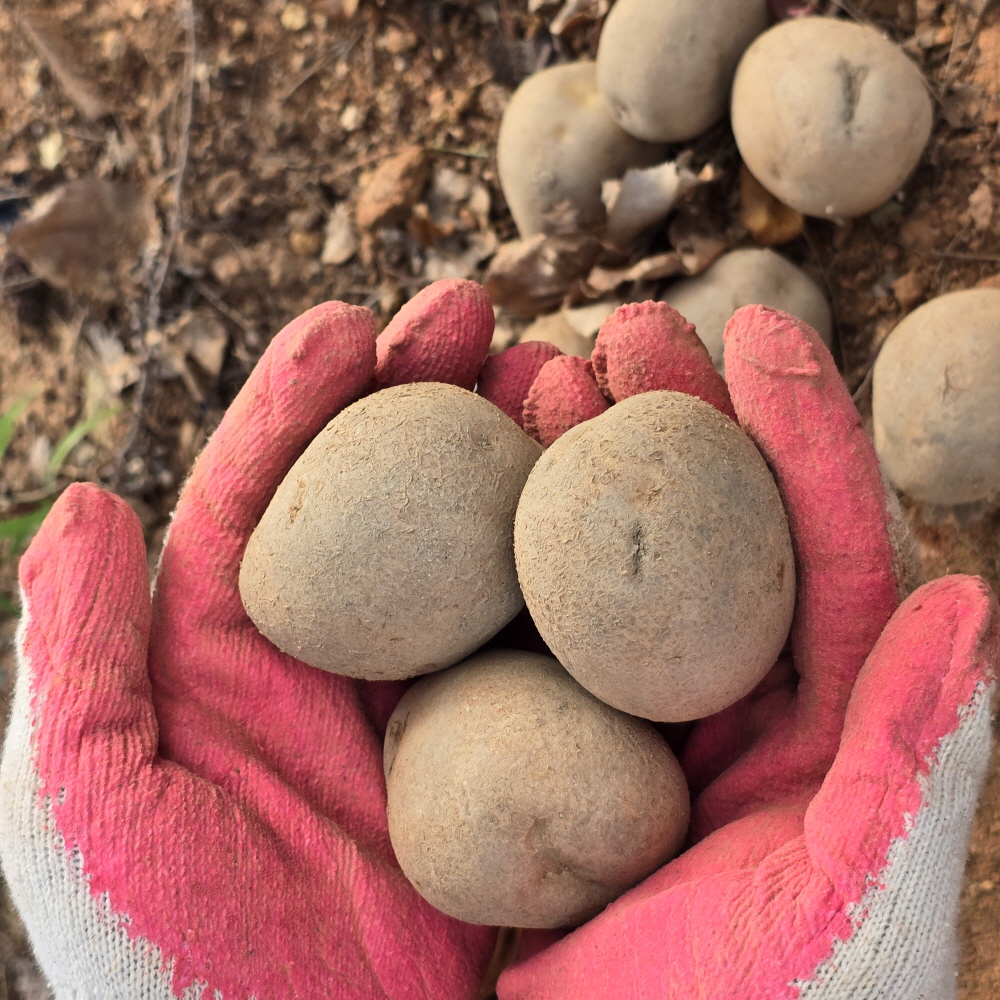 햇살맞은 햇 감자 수미 3,5kg