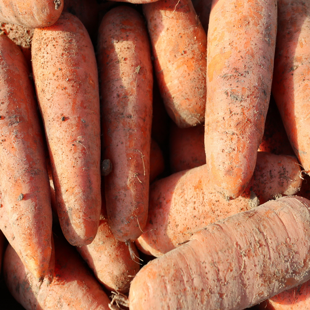 신선한 국내산 흙당근 사이즈, 중량별 3kg/5kg